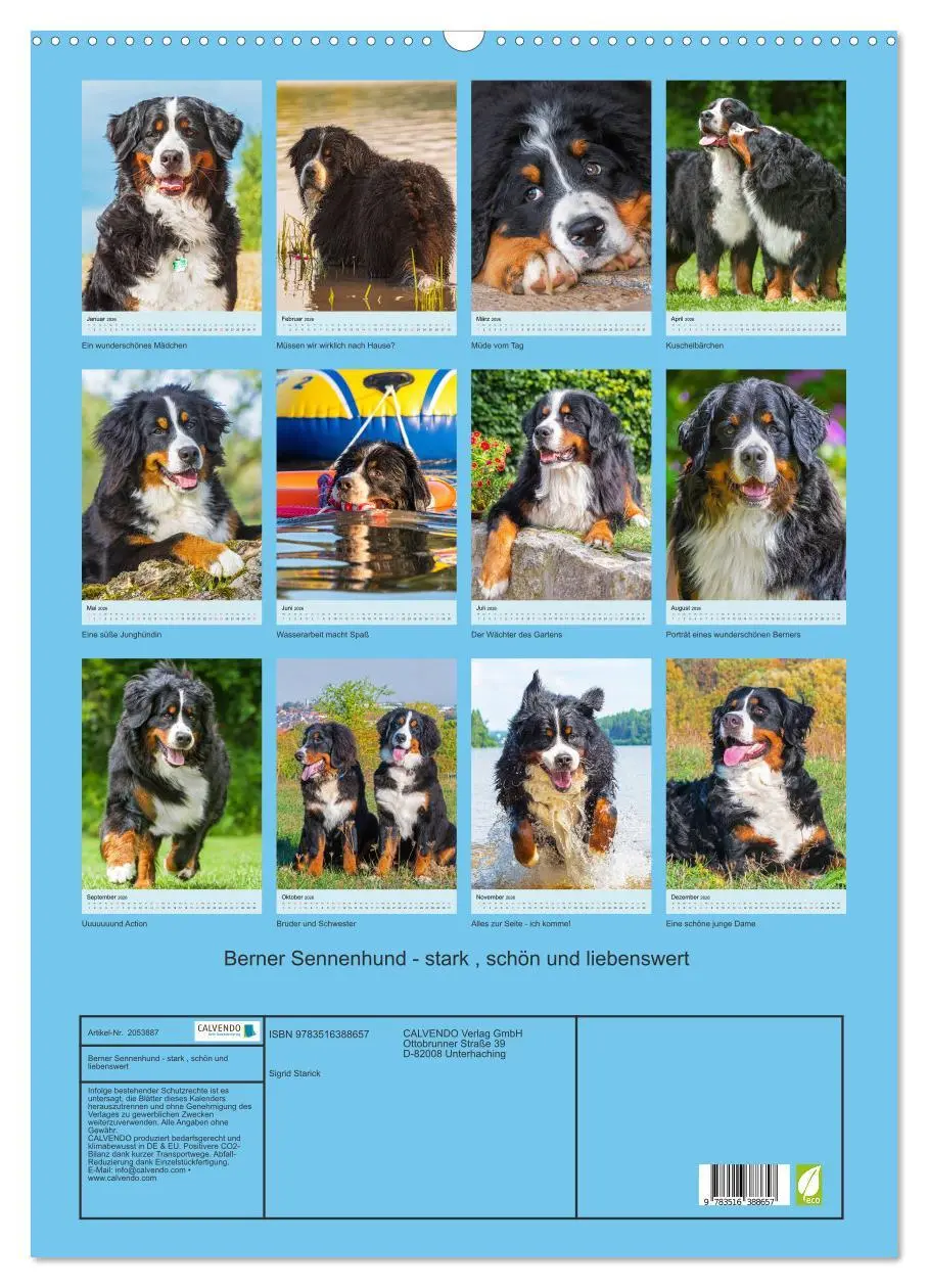 Bild: 9783516388657 | Berner Sennenhund - stark , schön und liebenswert (Wandkalender...