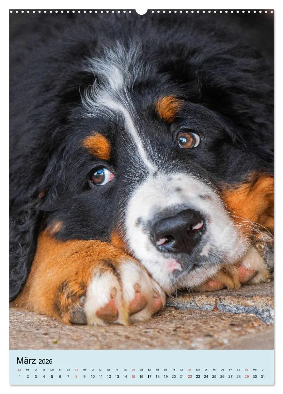 Bild: 9783516388657 | Berner Sennenhund - stark , schön und liebenswert (Wandkalender...