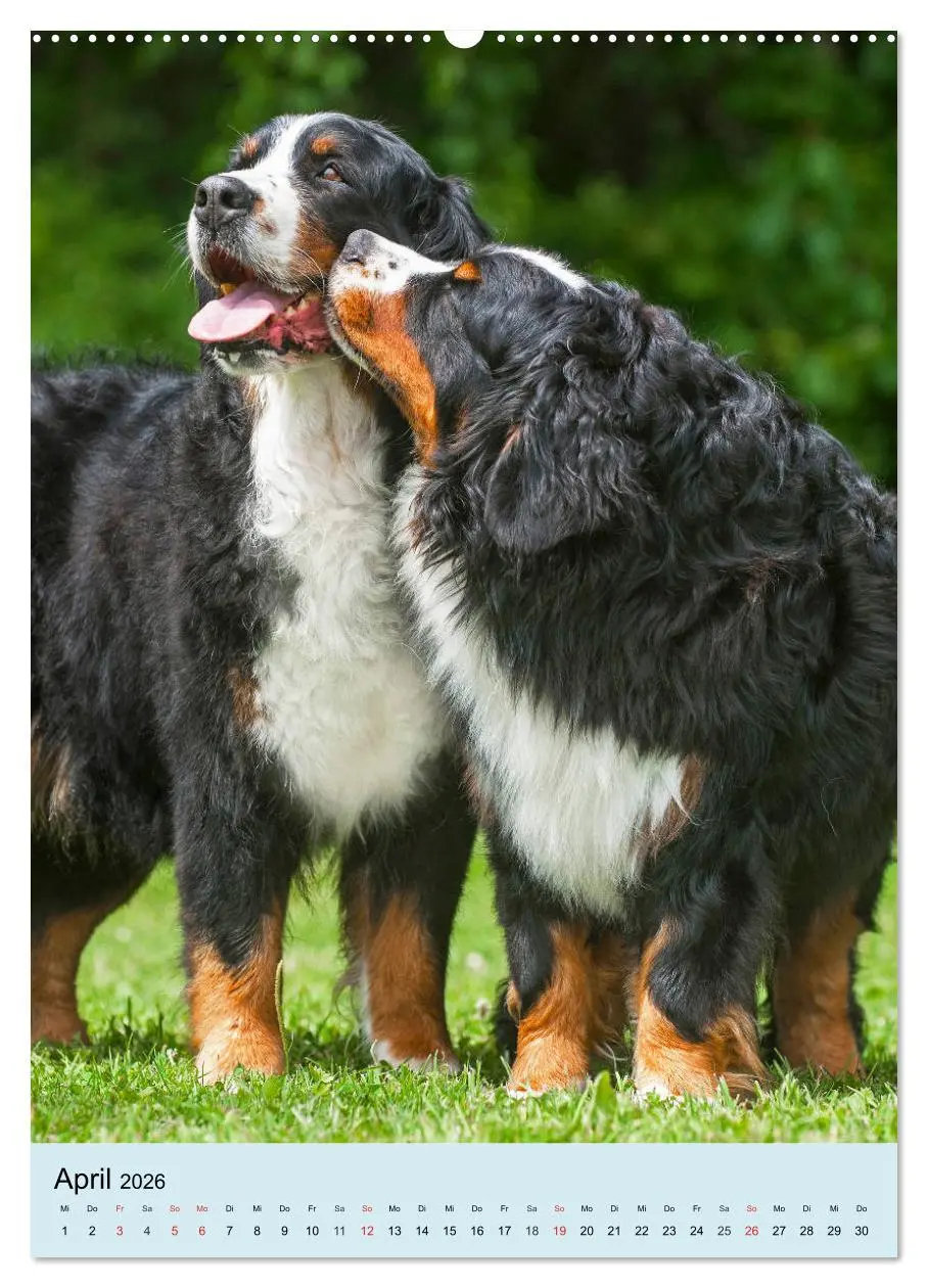 Bild: 9783516388657 | Berner Sennenhund - stark , schön und liebenswert (Wandkalender...
