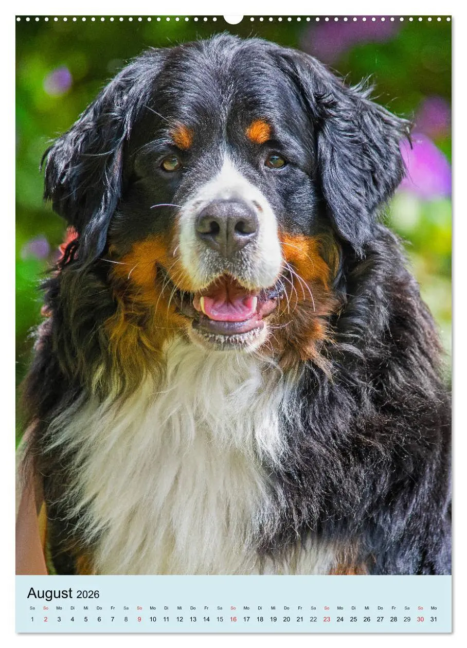 Bild: 9783516388657 | Berner Sennenhund - stark , schön und liebenswert (Wandkalender...