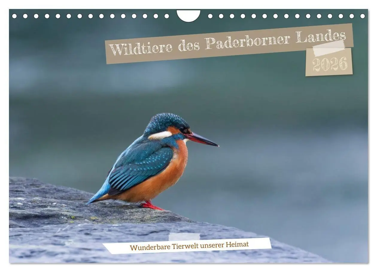 Cover: 9783516698657 | Wildtiere des Paderborner Landes (Wandkalender 2026 DIN A4 quer),...