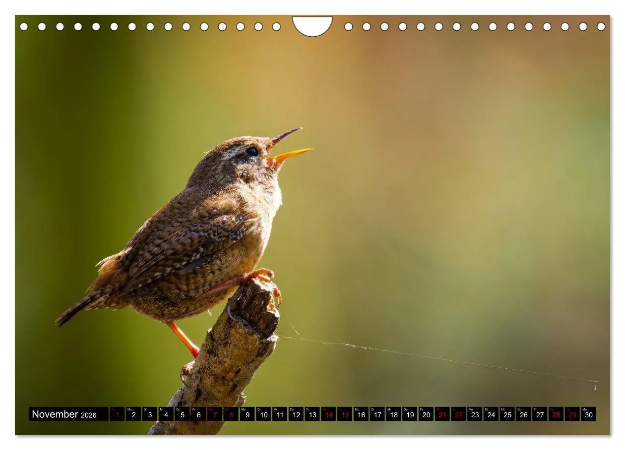 Bild: 9783516698657 | Wildtiere des Paderborner Landes (Wandkalender 2026 DIN A4 quer),...