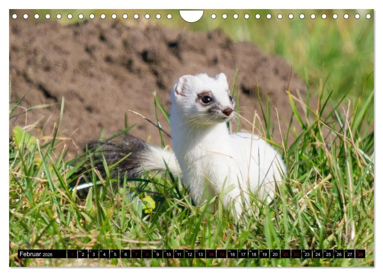 Bild: 9783516698657 | Wildtiere des Paderborner Landes (Wandkalender 2026 DIN A4 quer),...