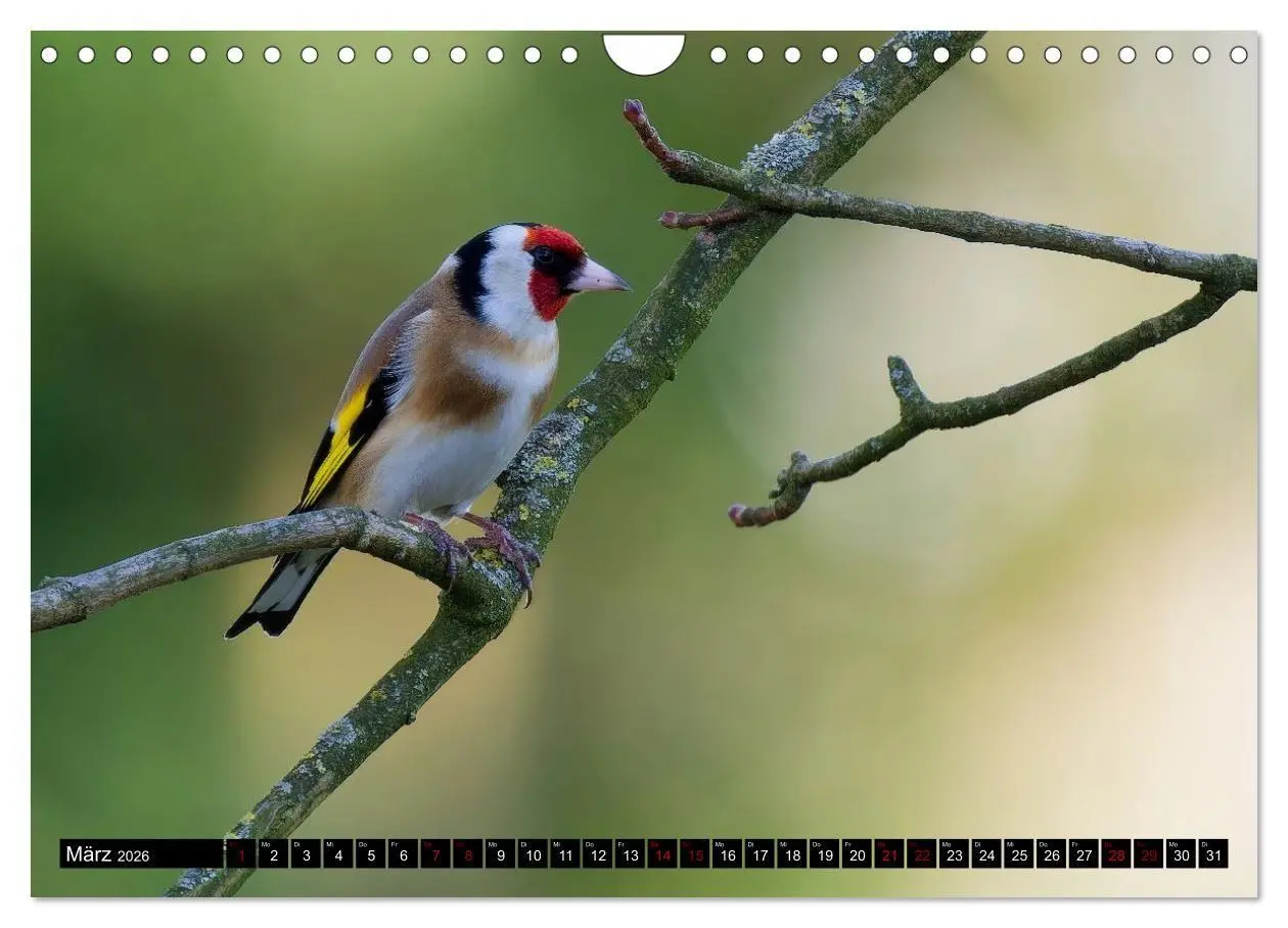 Bild: 9783516698657 | Wildtiere des Paderborner Landes (Wandkalender 2026 DIN A4 quer),...