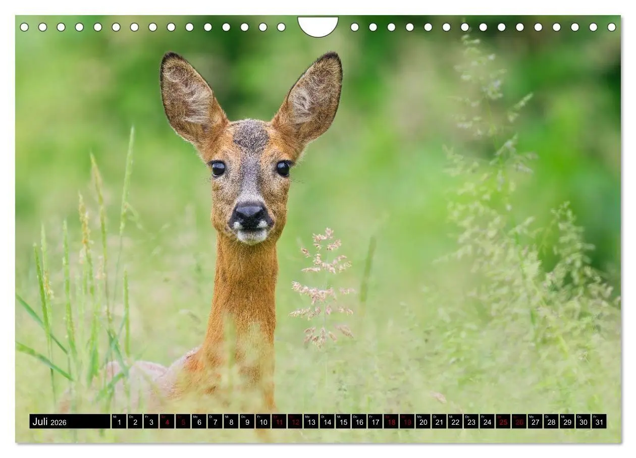 Bild: 9783516698657 | Wildtiere des Paderborner Landes (Wandkalender 2026 DIN A4 quer),...