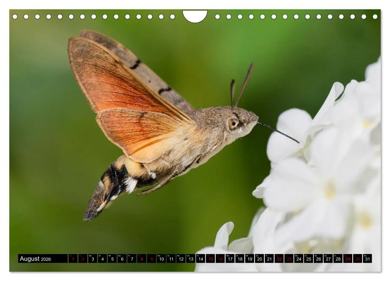 Bild: 9783516698657 | Wildtiere des Paderborner Landes (Wandkalender 2026 DIN A4 quer),...