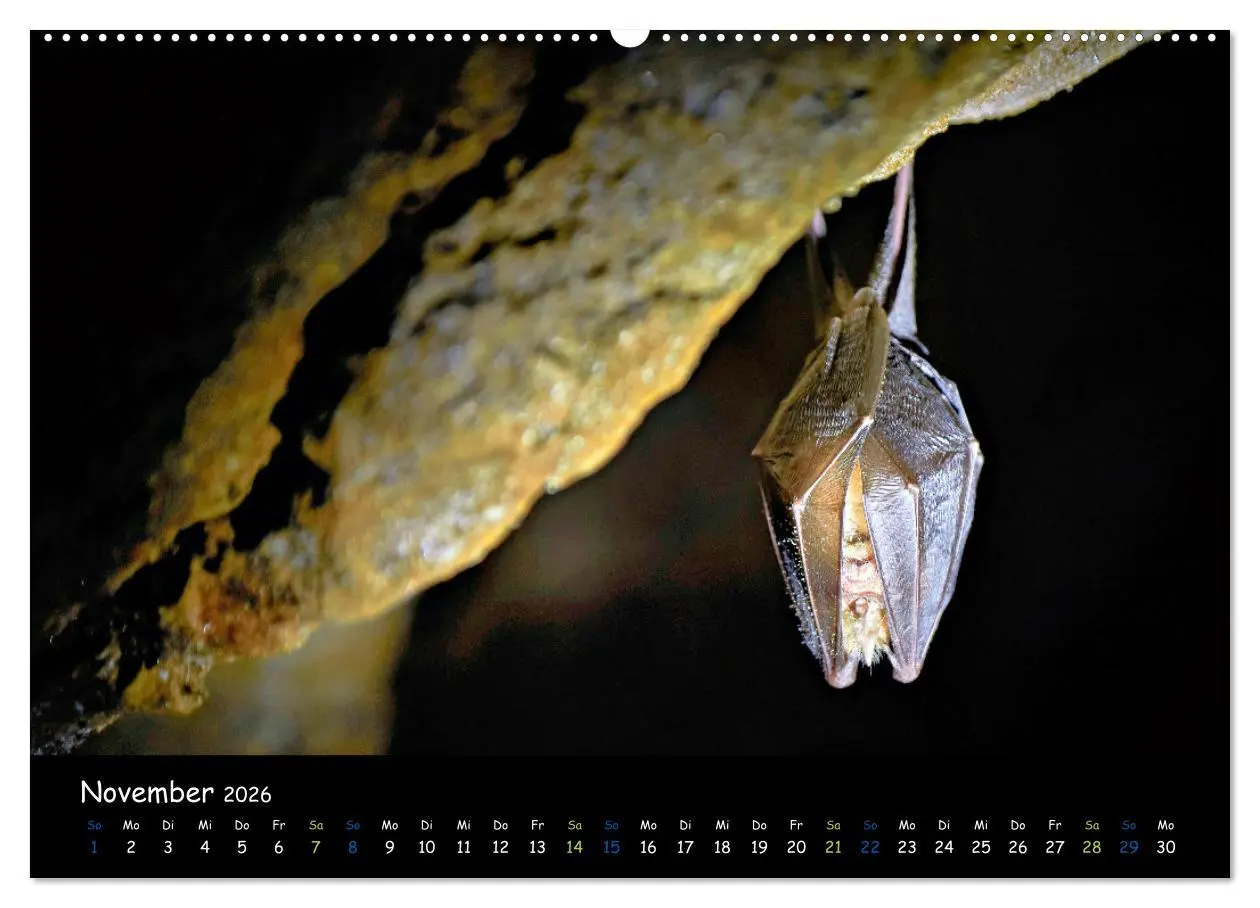 Bild: 9783457358757 | Fledermäuse - kleine Vampire (hochwertiger Premium Wandkalender...