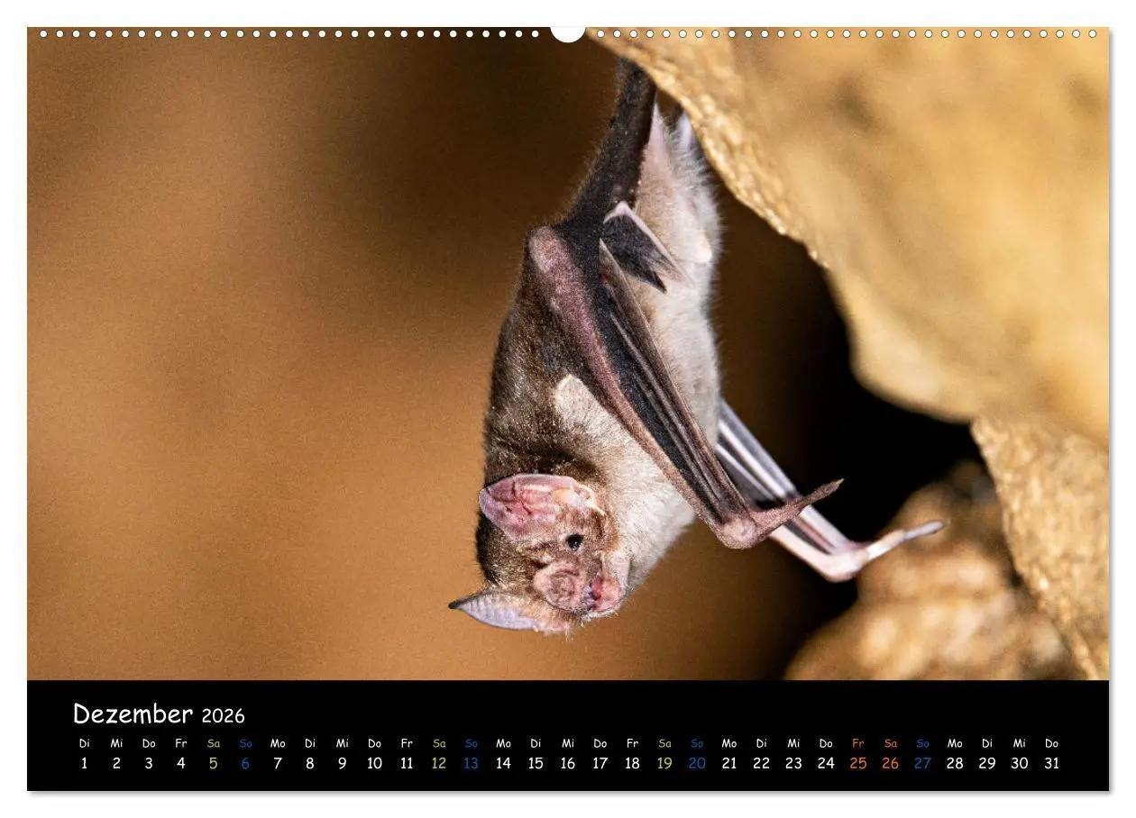 Bild: 9783457358757 | Fledermäuse - kleine Vampire (hochwertiger Premium Wandkalender...
