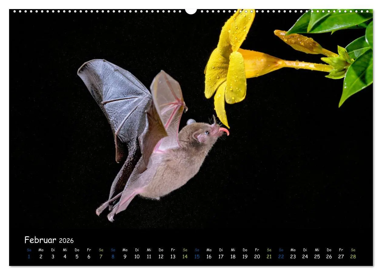 Bild: 9783457358757 | Fledermäuse - kleine Vampire (hochwertiger Premium Wandkalender...