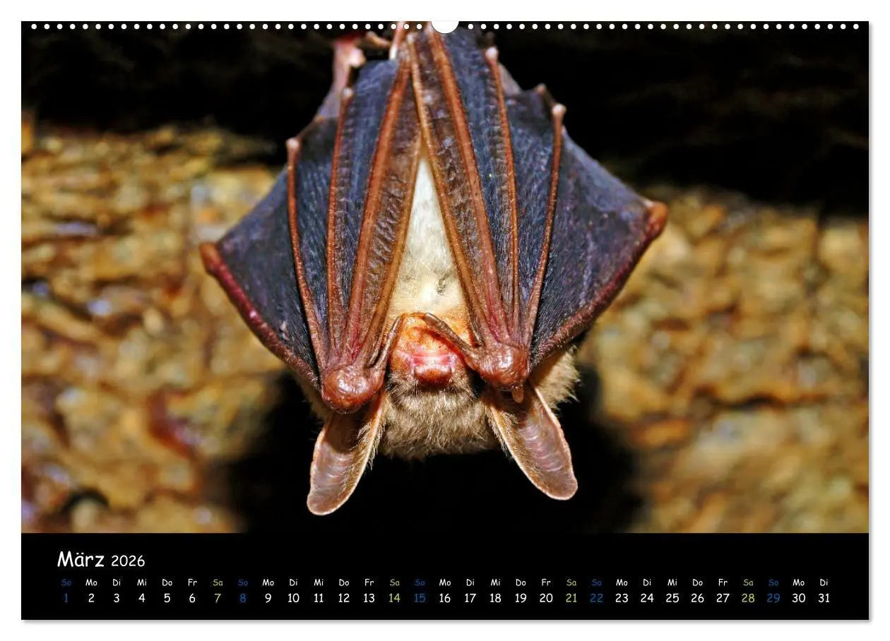 Bild: 9783457358757 | Fledermäuse - kleine Vampire (hochwertiger Premium Wandkalender...