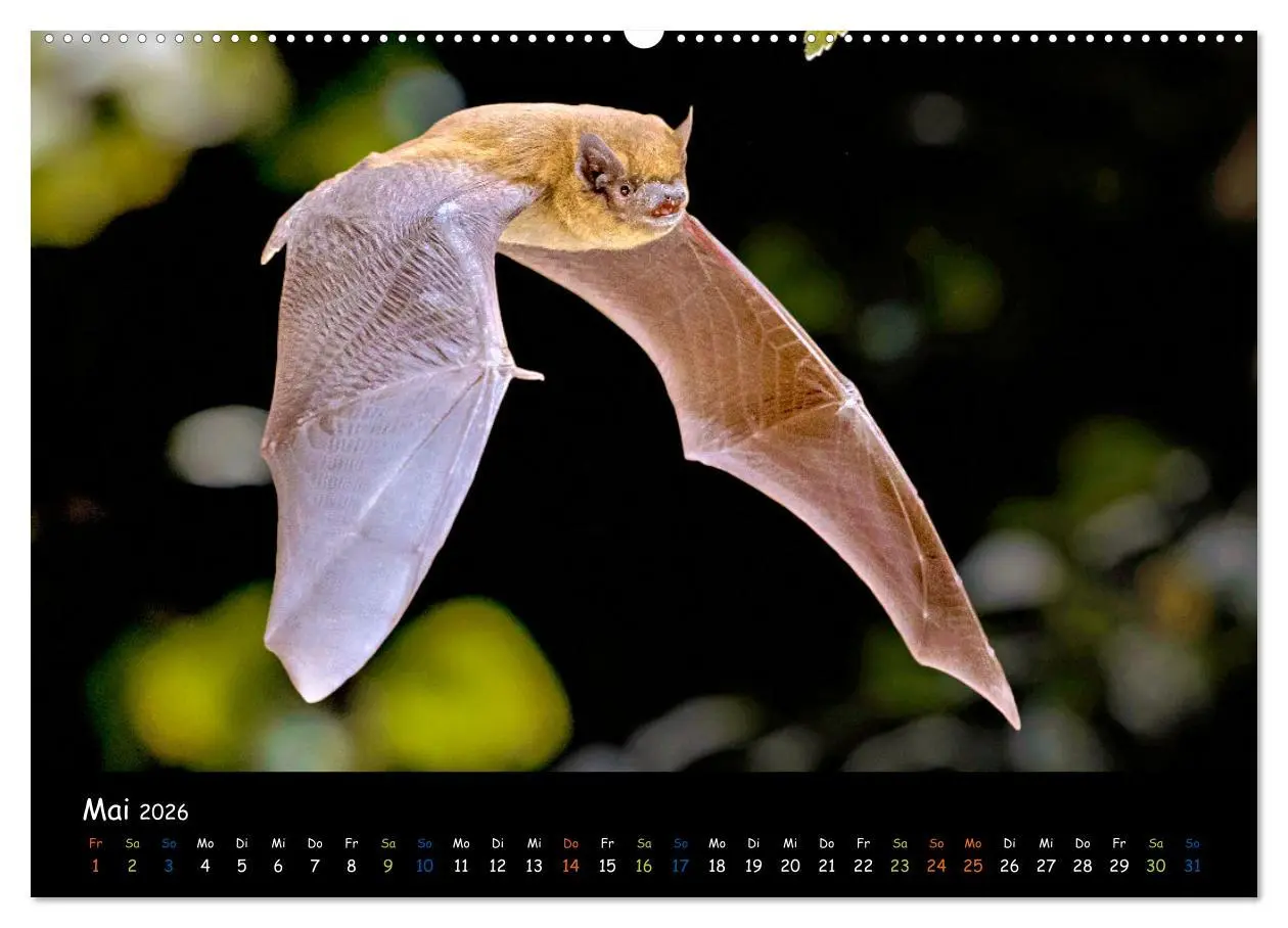 Bild: 9783457358757 | Fledermäuse - kleine Vampire (hochwertiger Premium Wandkalender...