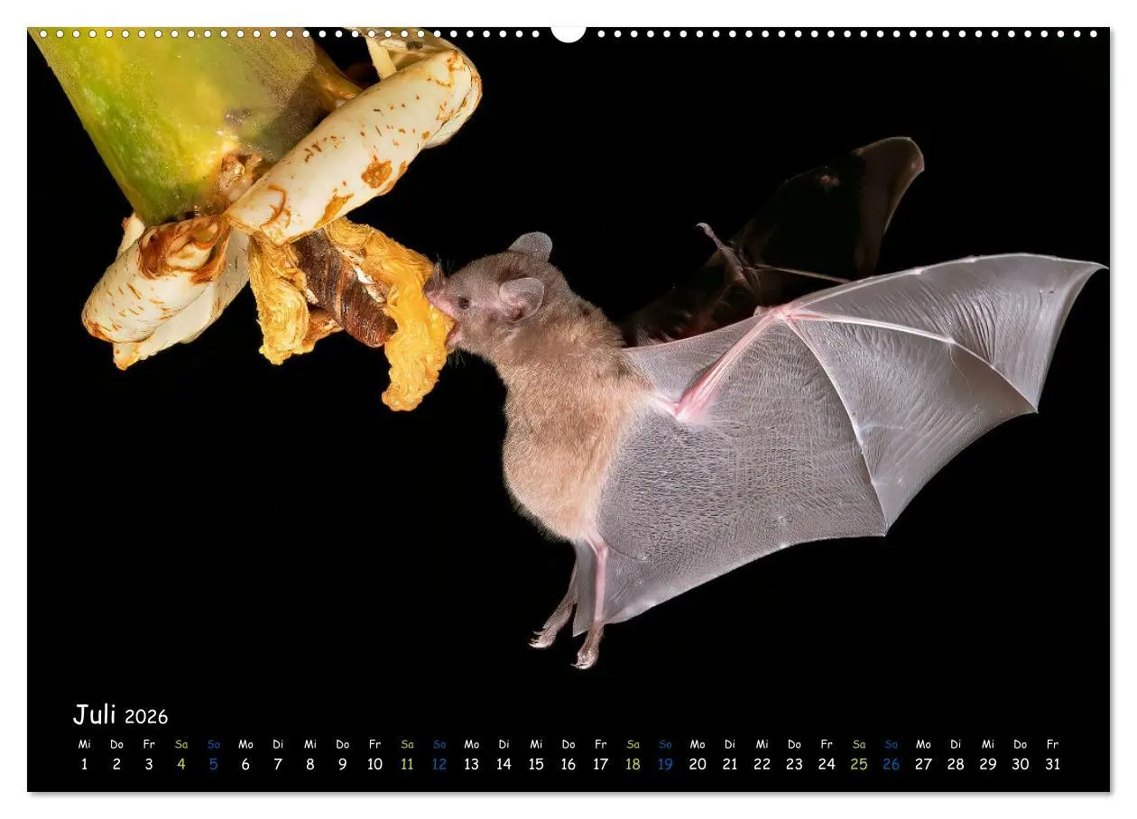 Bild: 9783457358757 | Fledermäuse - kleine Vampire (hochwertiger Premium Wandkalender...