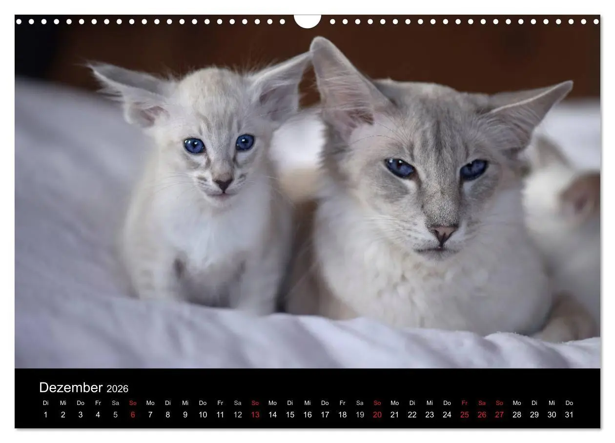 Bild: 9783516138757 | Orientalische Katzen (Wandkalender 2026 DIN A3 quer), CALVENDO...