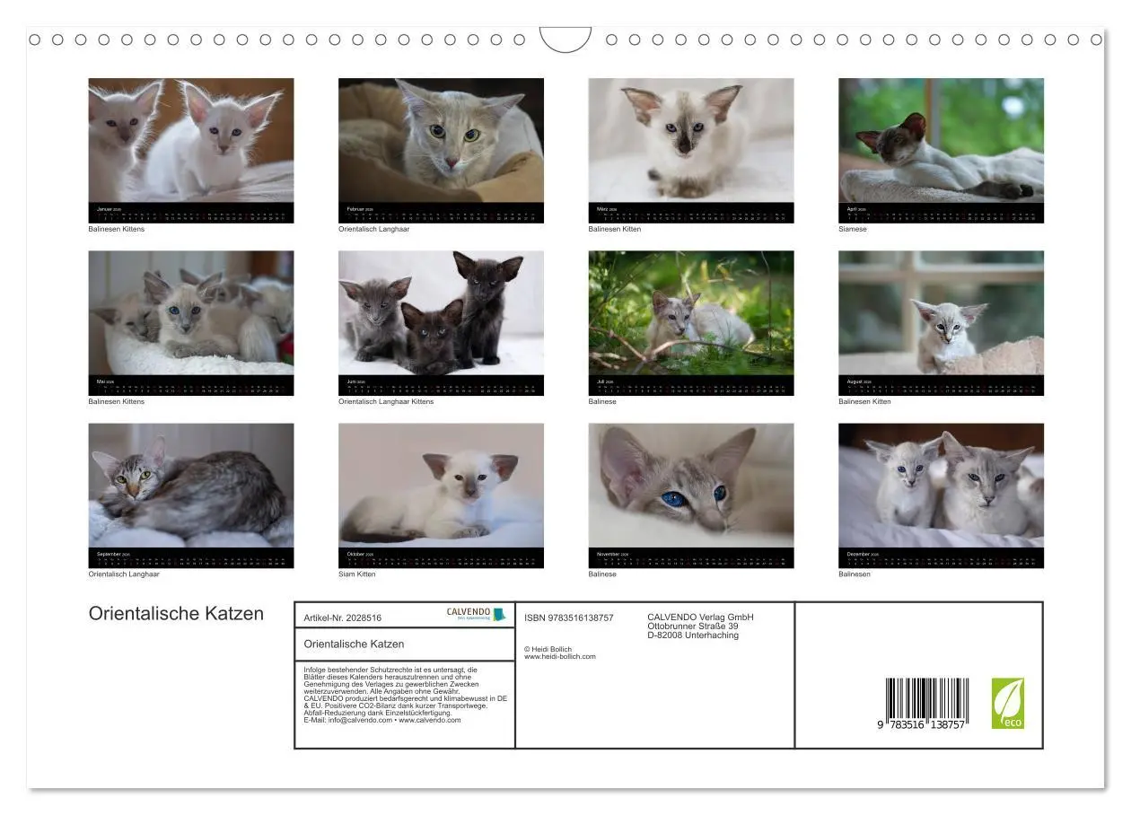 Bild: 9783516138757 | Orientalische Katzen (Wandkalender 2026 DIN A3 quer), CALVENDO...