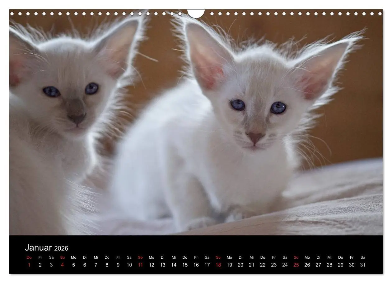 Bild: 9783516138757 | Orientalische Katzen (Wandkalender 2026 DIN A3 quer), CALVENDO...