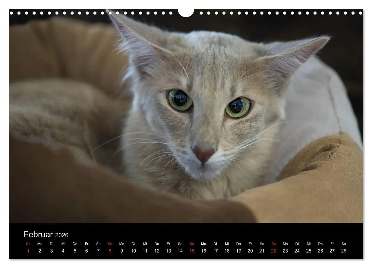 Bild: 9783516138757 | Orientalische Katzen (Wandkalender 2026 DIN A3 quer), CALVENDO...