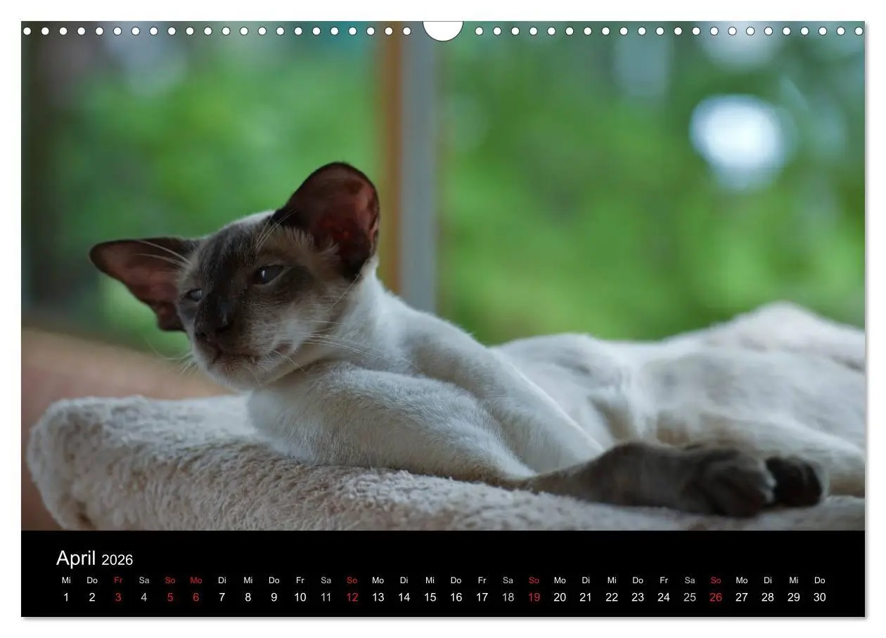 Bild: 9783516138757 | Orientalische Katzen (Wandkalender 2026 DIN A3 quer), CALVENDO...