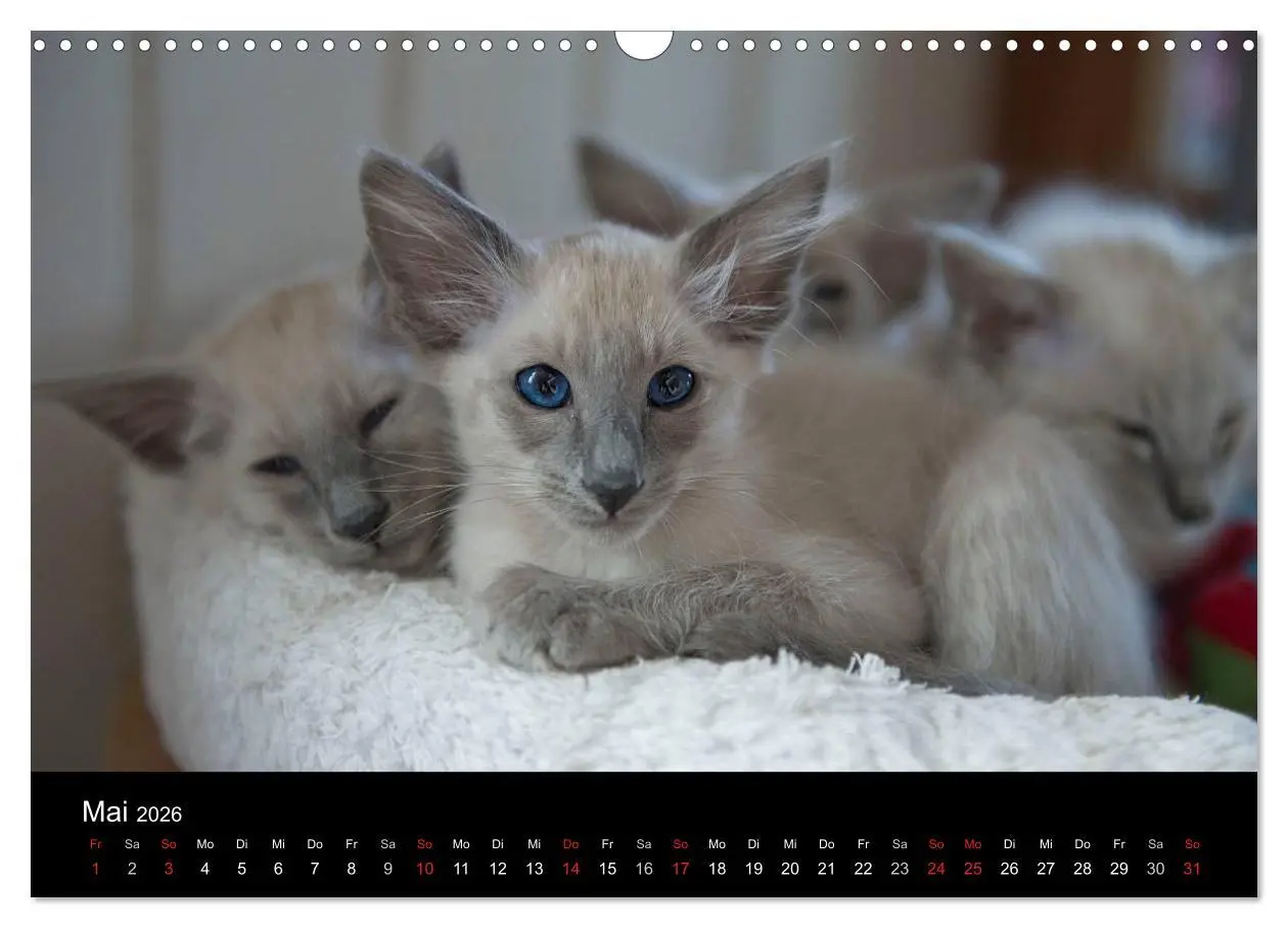 Bild: 9783516138757 | Orientalische Katzen (Wandkalender 2026 DIN A3 quer), CALVENDO...