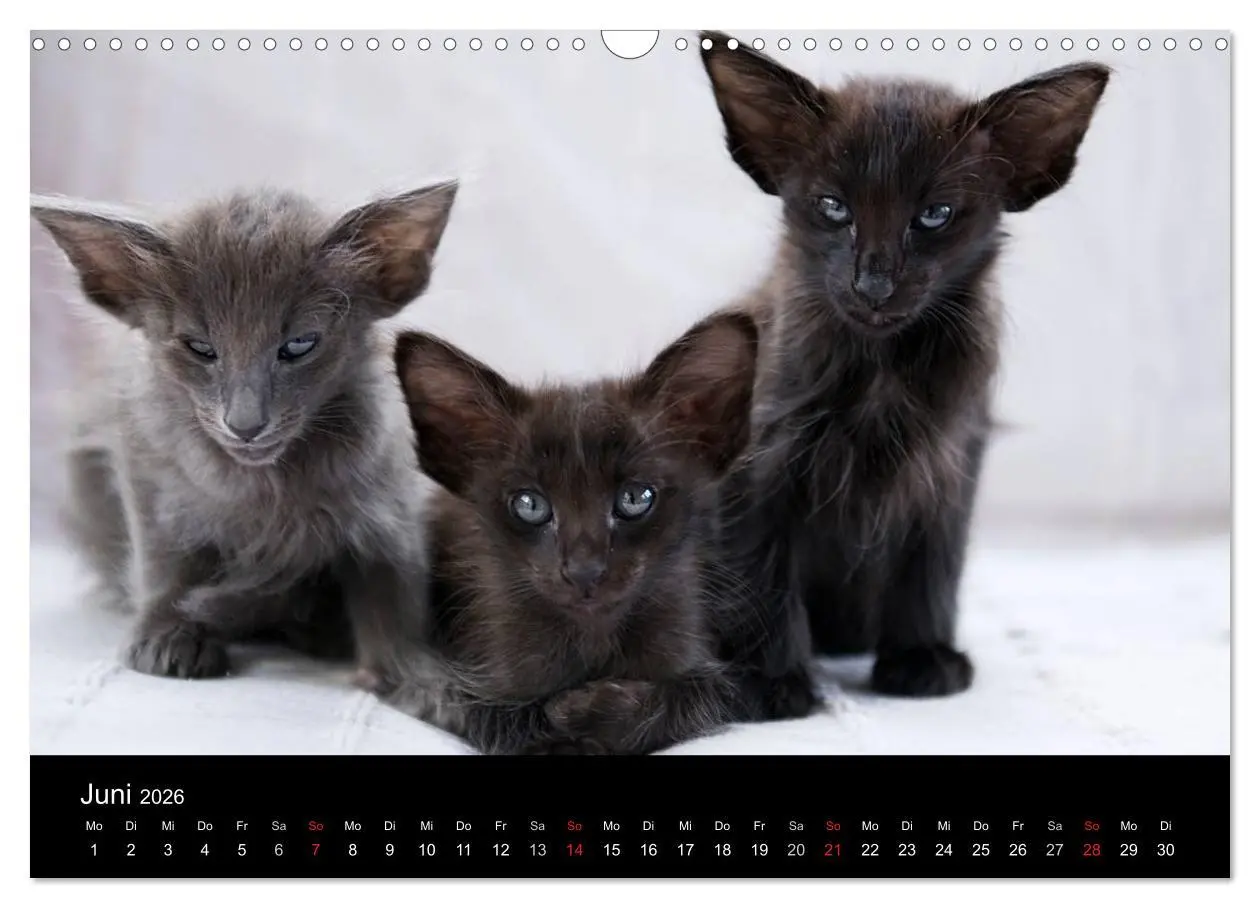 Bild: 9783516138757 | Orientalische Katzen (Wandkalender 2026 DIN A3 quer), CALVENDO...