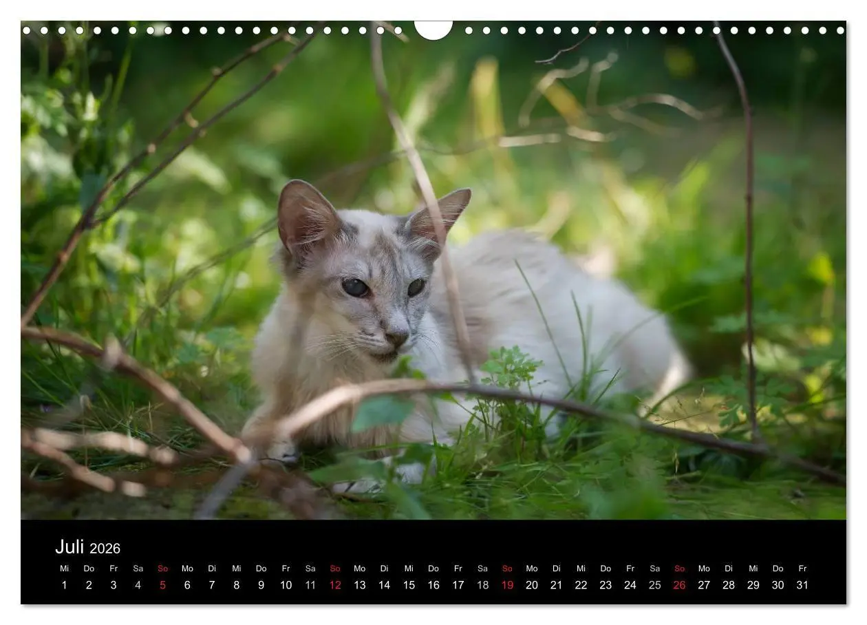 Bild: 9783516138757 | Orientalische Katzen (Wandkalender 2026 DIN A3 quer), CALVENDO...