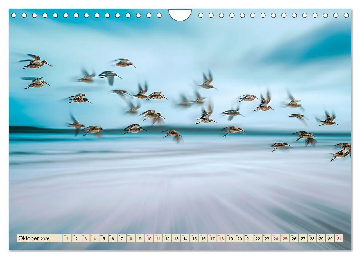 Bild: 9783457348857 | Strandläufer - immer flink unterwegs (Wandkalender 2026 DIN A4...