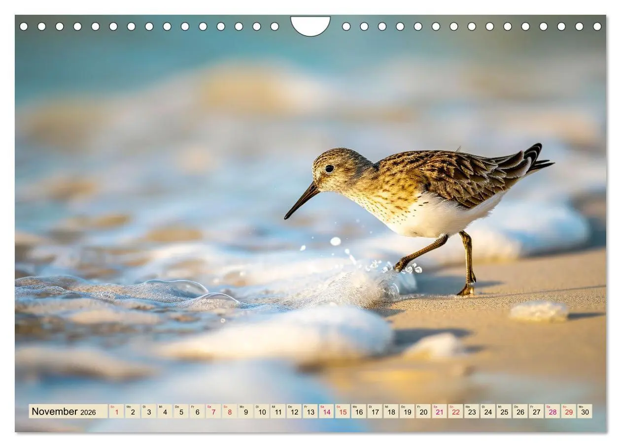 Bild: 9783457348857 | Strandläufer - immer flink unterwegs (Wandkalender 2026 DIN A4...