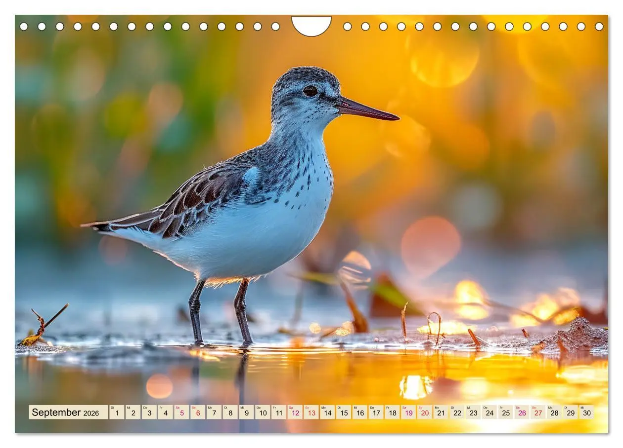 Bild: 9783457348857 | Strandläufer - immer flink unterwegs (Wandkalender 2026 DIN A4...