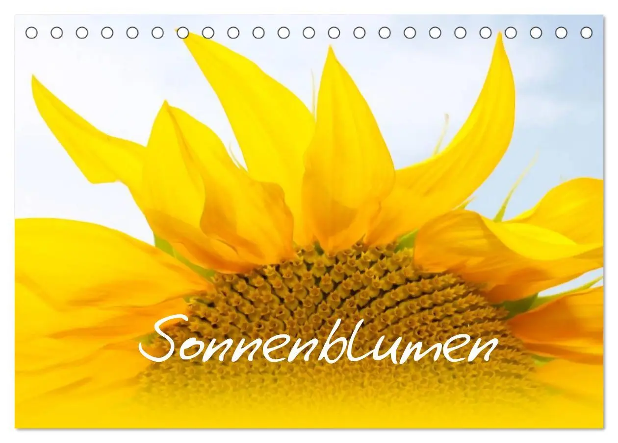 Cover: 9783435798957 | Sonnenblumen - die Blumen der Lebensfreude (Tischkalender 2025 DIN...
