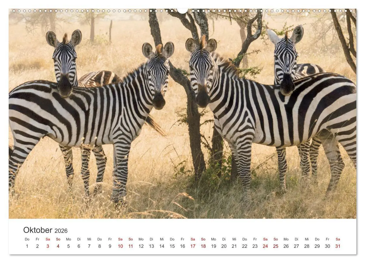 Bild: 9783457539057 | Zebras - Die gestreiften Vierbeiner. (Wandkalender 2026 DIN A2...
