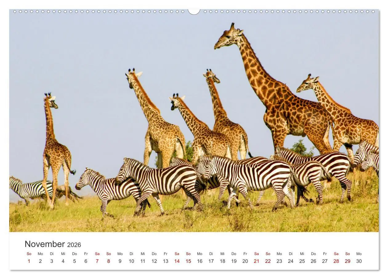 Bild: 9783457539057 | Zebras - Die gestreiften Vierbeiner. (Wandkalender 2026 DIN A2...