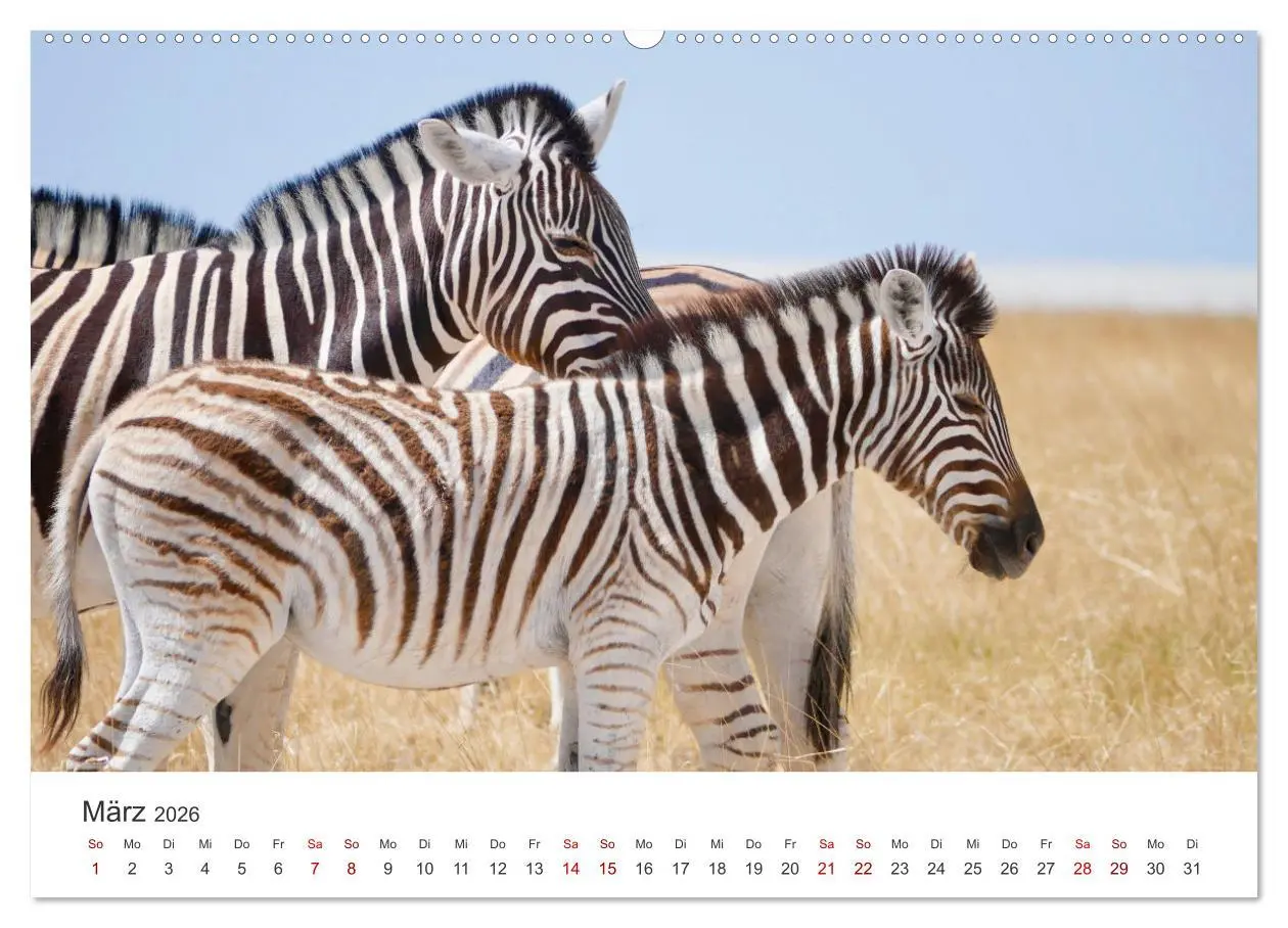 Bild: 9783457539057 | Zebras - Die gestreiften Vierbeiner. (Wandkalender 2026 DIN A2...