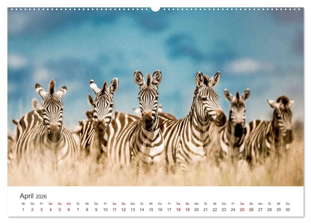 Bild: 9783457539057 | Zebras - Die gestreiften Vierbeiner. (Wandkalender 2026 DIN A2...