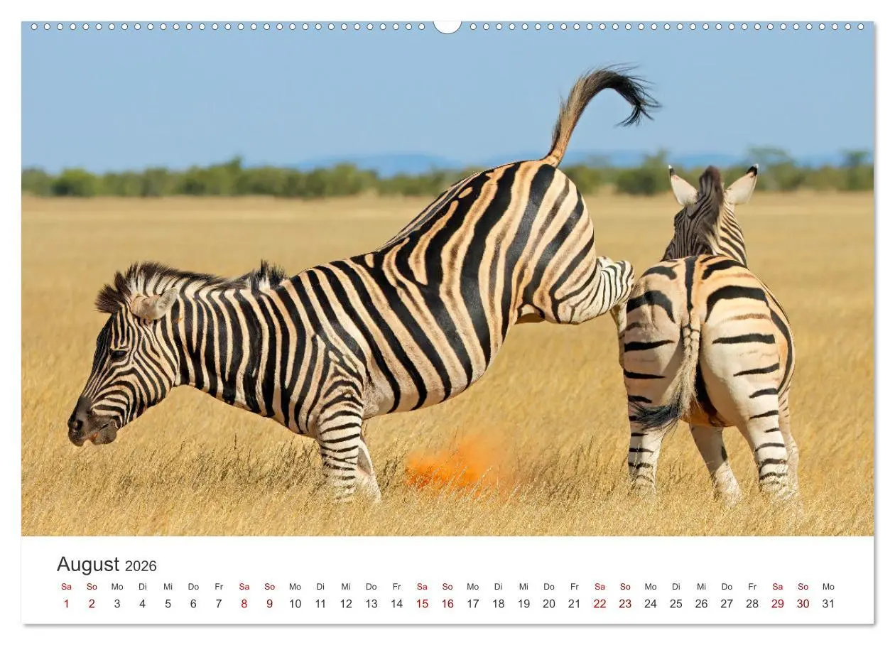 Bild: 9783457539057 | Zebras - Die gestreiften Vierbeiner. (Wandkalender 2026 DIN A2...