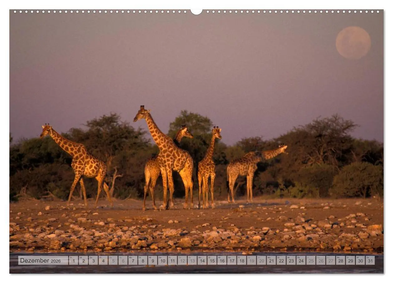 Bild: 9783516239157 | Afrikas Tierwelt Christian Heeb (Wandkalender 2026 DIN A2 quer),...