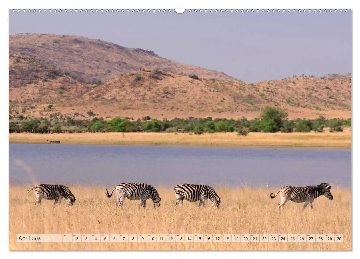 Bild: 9783516239157 | Afrikas Tierwelt Christian Heeb (Wandkalender 2026 DIN A2 quer),...