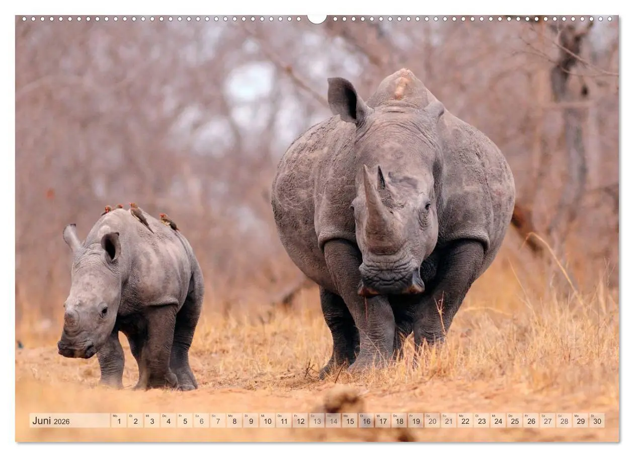 Bild: 9783516239157 | Afrikas Tierwelt Christian Heeb (Wandkalender 2026 DIN A2 quer),...