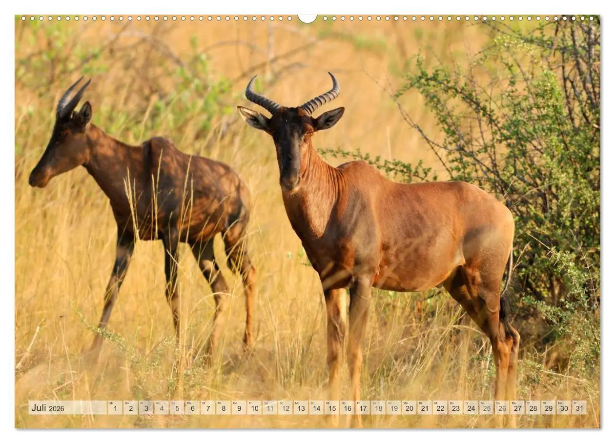 Bild: 9783516239157 | Afrikas Tierwelt Christian Heeb (Wandkalender 2026 DIN A2 quer),...