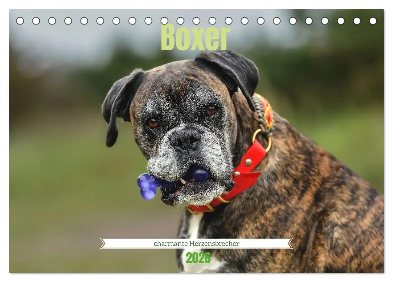 Cover: 9783516699357 | Boxer - charmante Herzensbrecher (Tischkalender 2026 DIN A5 quer),...
