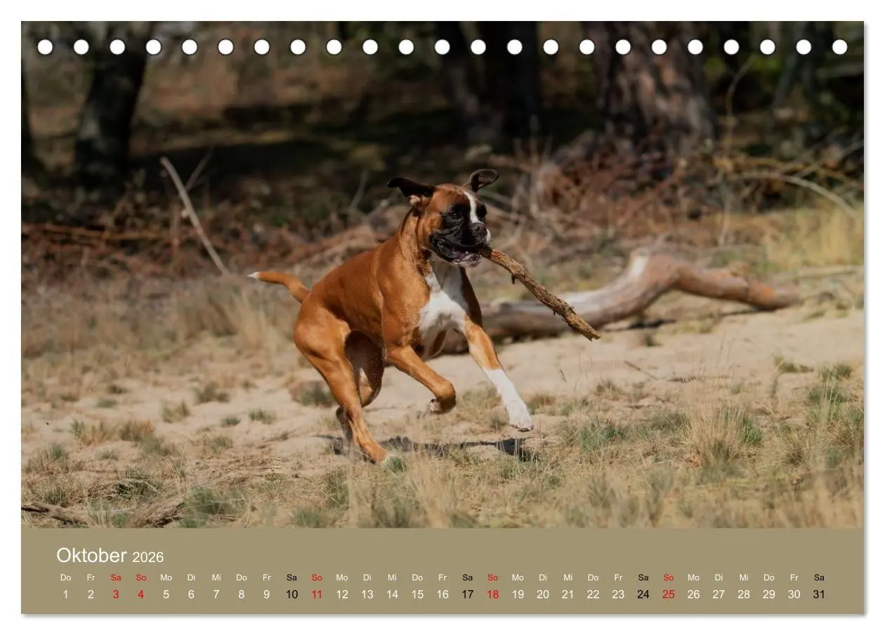 Bild: 9783516699357 | Boxer - charmante Herzensbrecher (Tischkalender 2026 DIN A5 quer),...
