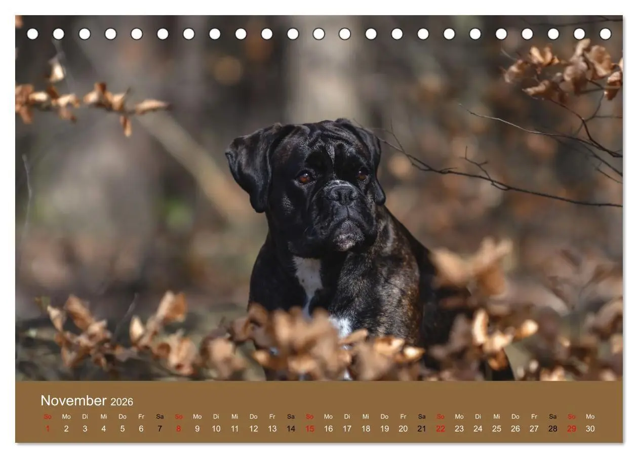 Bild: 9783516699357 | Boxer - charmante Herzensbrecher (Tischkalender 2026 DIN A5 quer),...