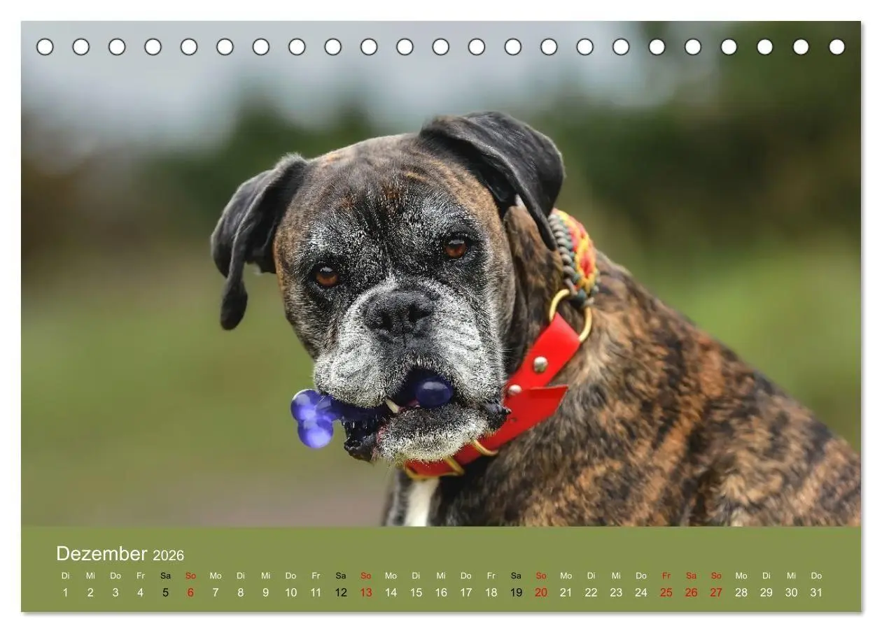 Bild: 9783516699357 | Boxer - charmante Herzensbrecher (Tischkalender 2026 DIN A5 quer),...
