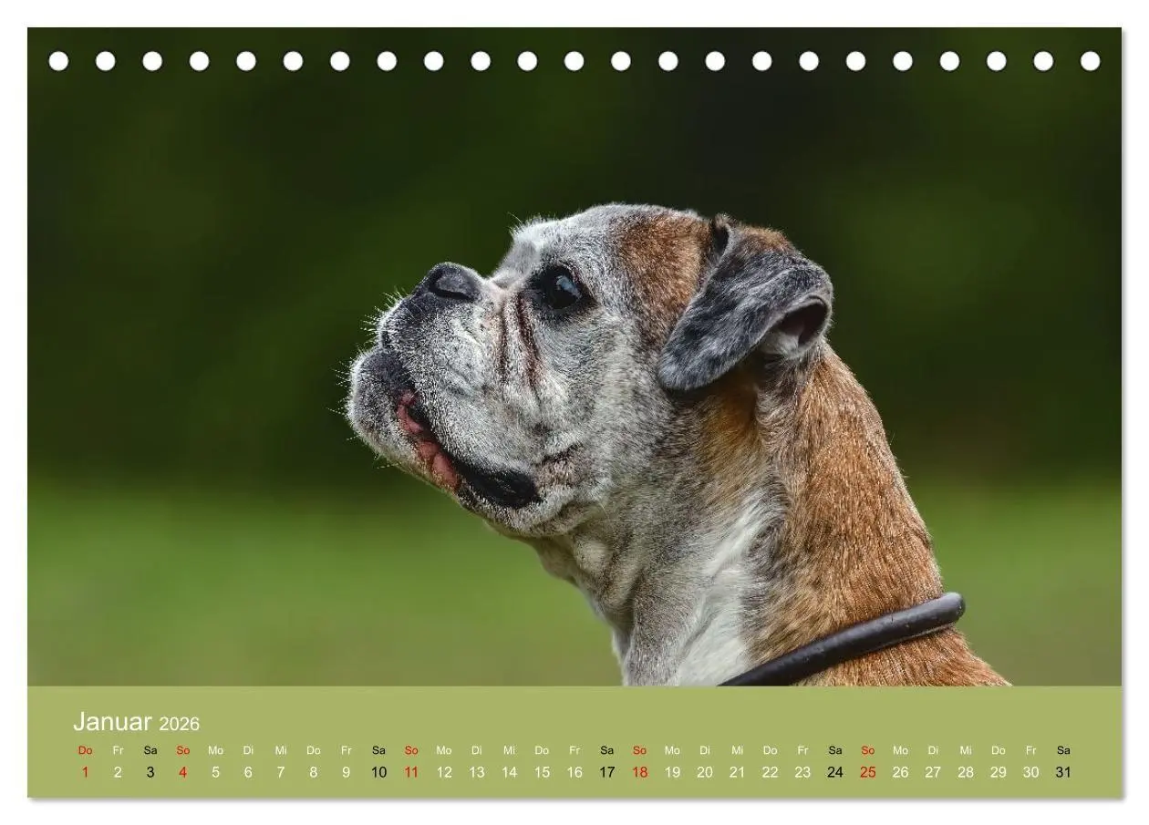 Bild: 9783516699357 | Boxer - charmante Herzensbrecher (Tischkalender 2026 DIN A5 quer),...