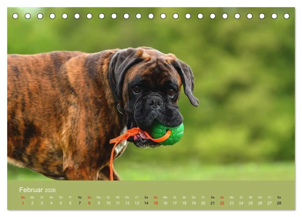 Bild: 9783516699357 | Boxer - charmante Herzensbrecher (Tischkalender 2026 DIN A5 quer),...
