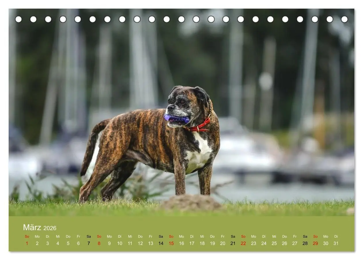 Bild: 9783516699357 | Boxer - charmante Herzensbrecher (Tischkalender 2026 DIN A5 quer),...