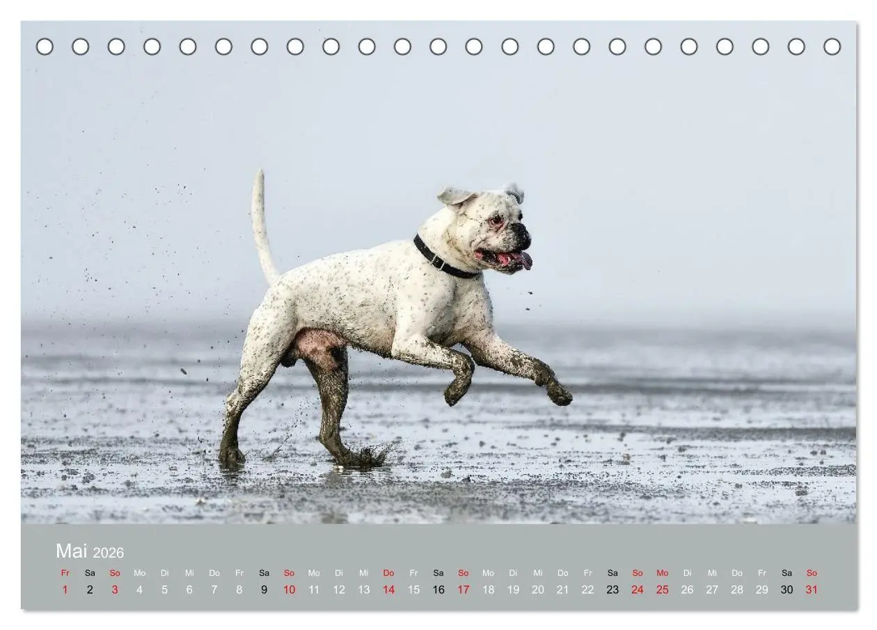 Bild: 9783516699357 | Boxer - charmante Herzensbrecher (Tischkalender 2026 DIN A5 quer),...