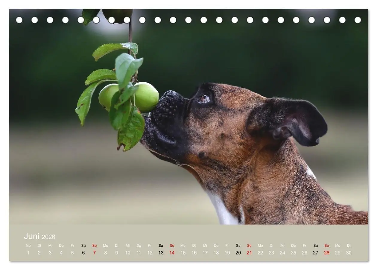 Bild: 9783516699357 | Boxer - charmante Herzensbrecher (Tischkalender 2026 DIN A5 quer),...