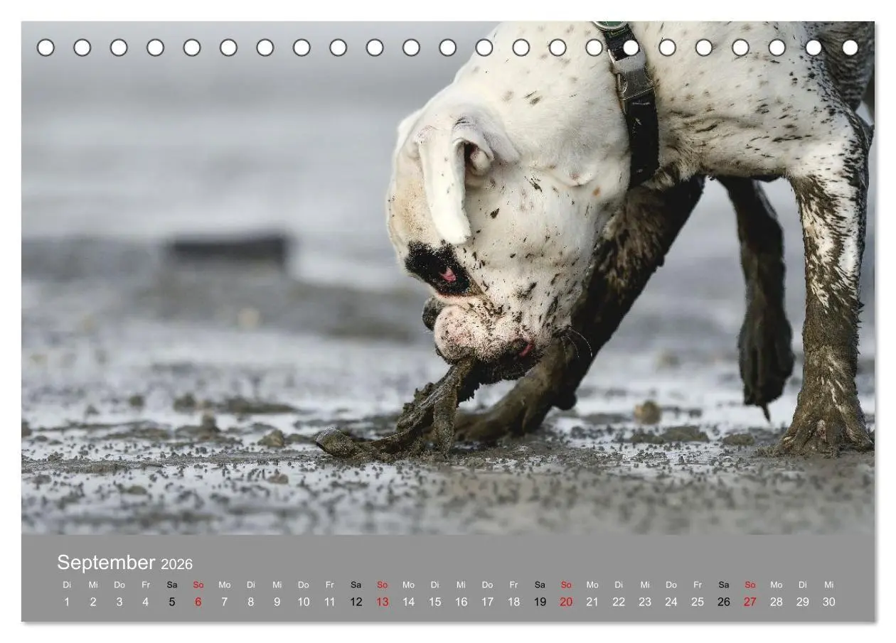 Bild: 9783516699357 | Boxer - charmante Herzensbrecher (Tischkalender 2026 DIN A5 quer),...
