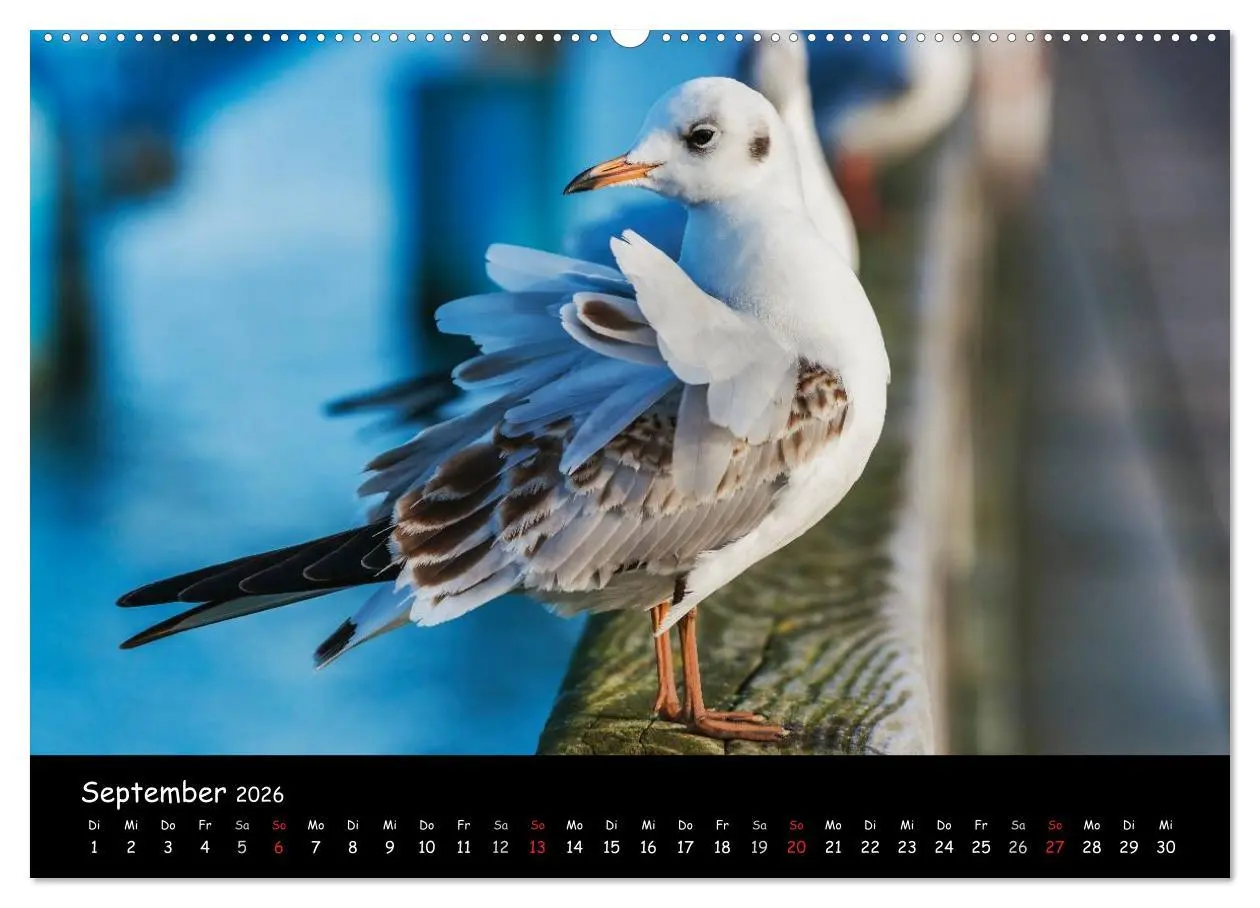 Bild: 9783516139457 | Insel Usedom (hochwertiger Premium Wandkalender 2026 DIN A2 quer),...