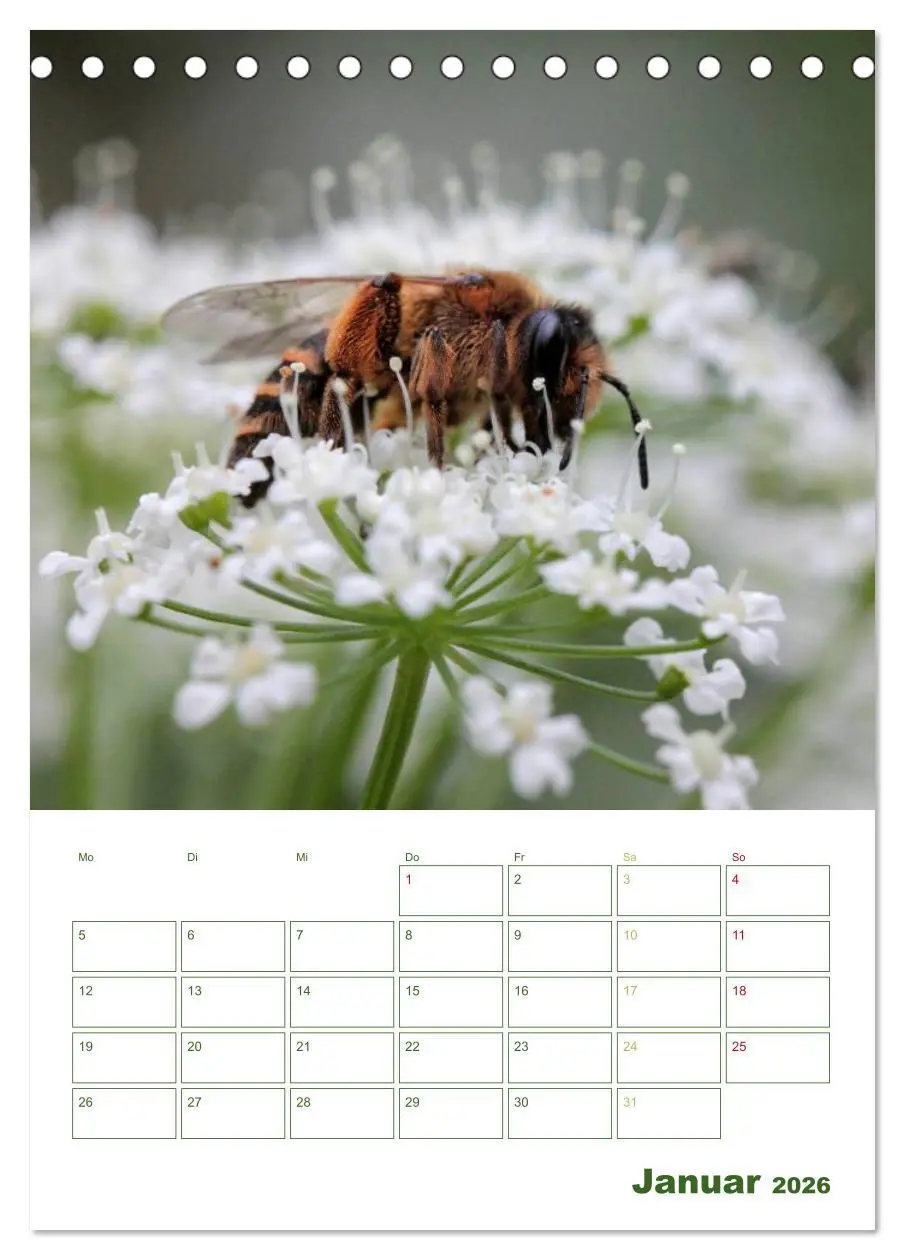Bild: 9783516439557 | Bienen-Terminplaner 2026 (Tischkalender 2026 DIN A5 hoch), CALVENDO...