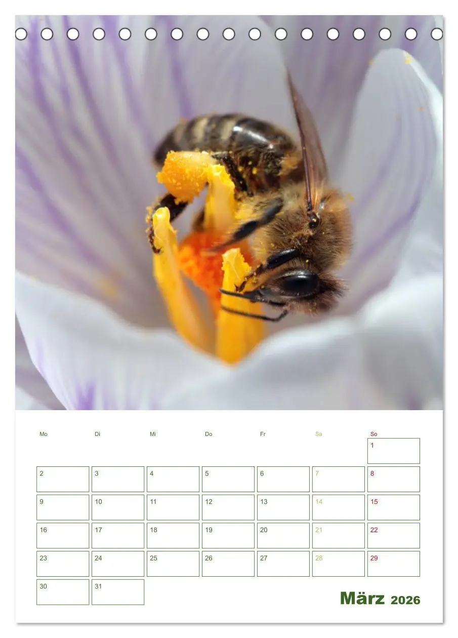Bild: 9783516439557 | Bienen-Terminplaner 2026 (Tischkalender 2026 DIN A5 hoch), CALVENDO...